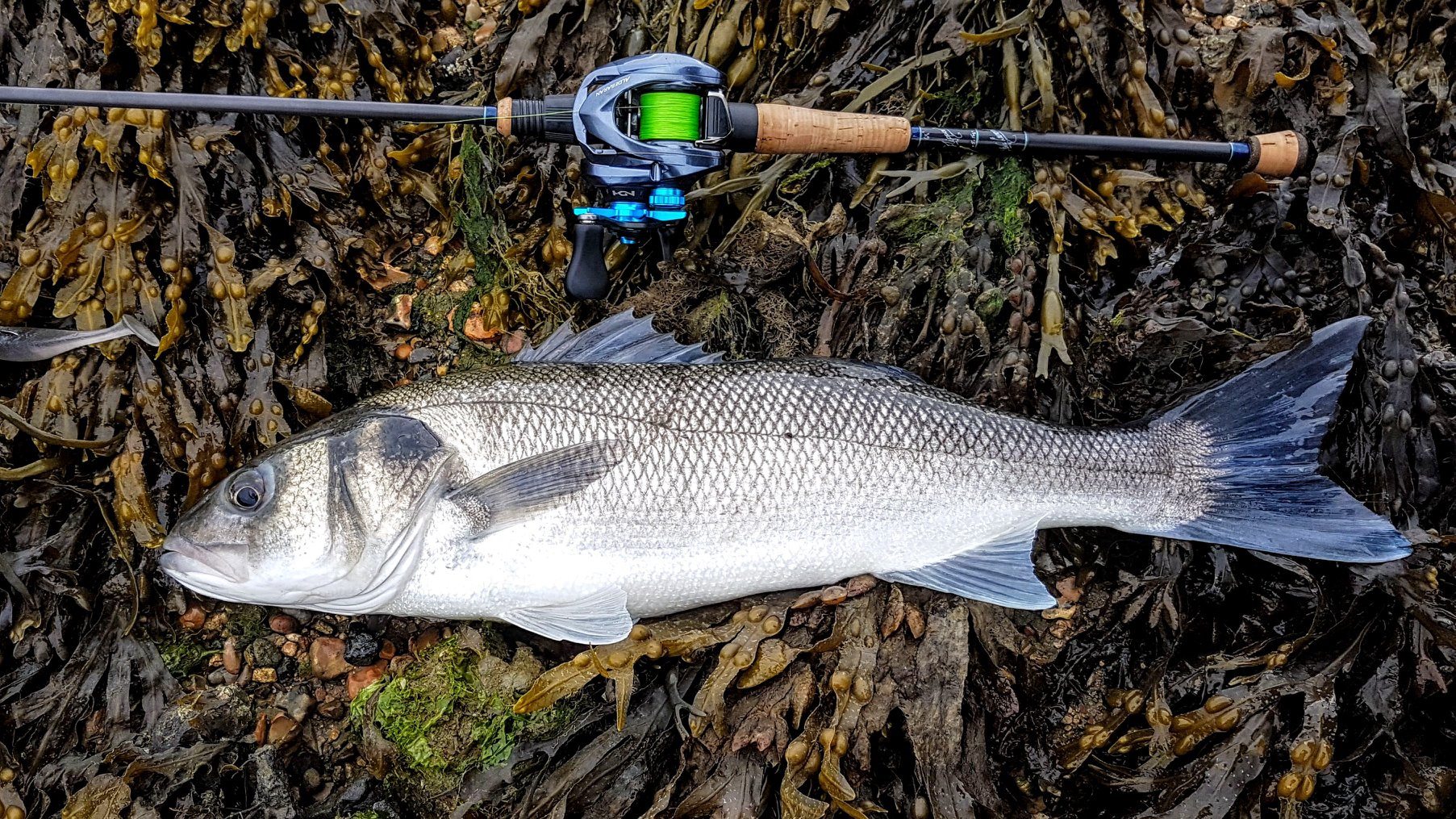 My Top 5 UK Sea Bass Lure Reels 