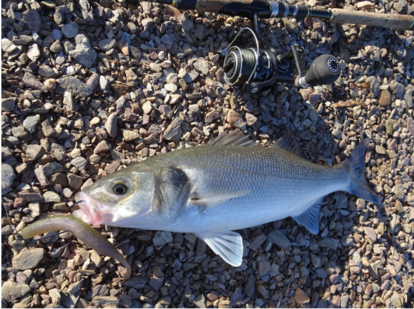 How I utilise an OSP DoLive Stick (Part 2 of 2) - Lure Fishing for Bass