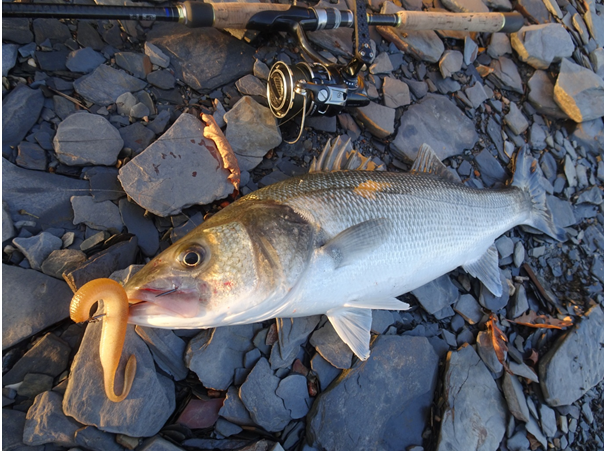 What I 'personally' look for in a bass lure rod… – South Devon Bass Guide  Ltd