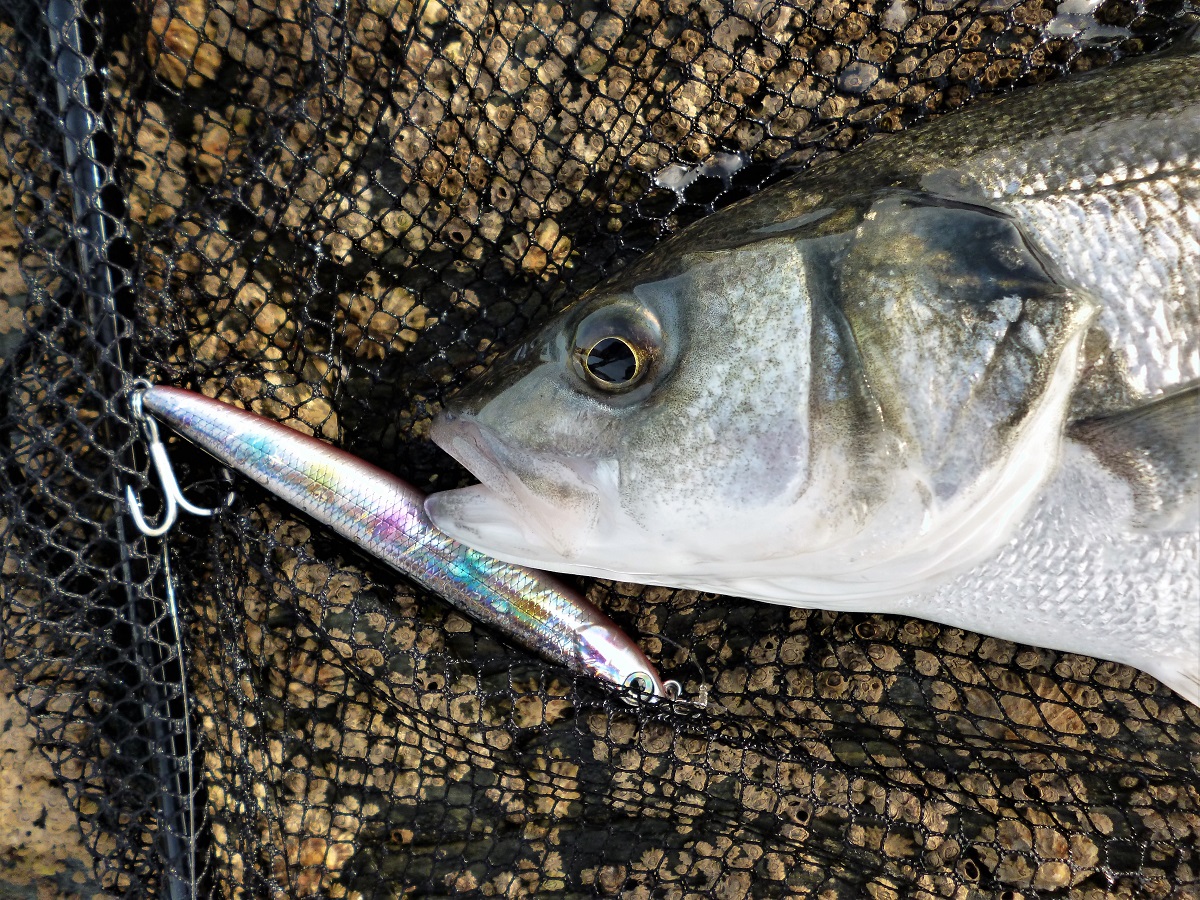 Weedless bass lures – South Devon Bass Guide Ltd